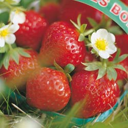 Strawberry plant 'Mara des bois'